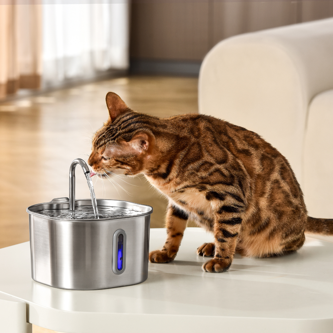 Cat Hydration Fountain